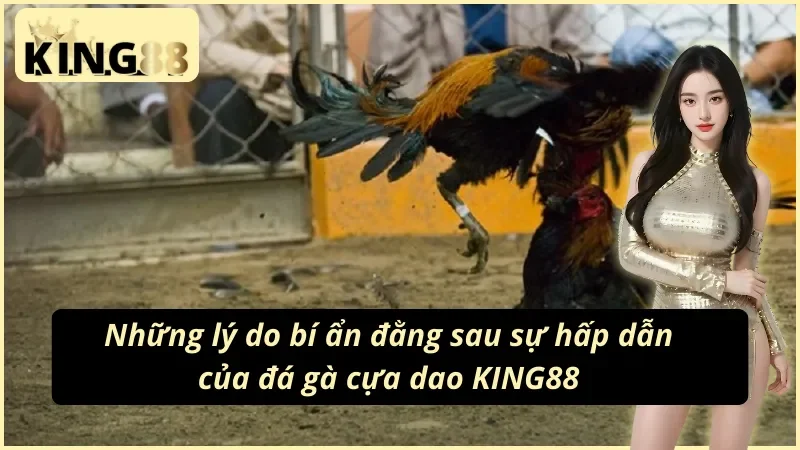 Đá gà cựa dao trực tiếp tại King88
