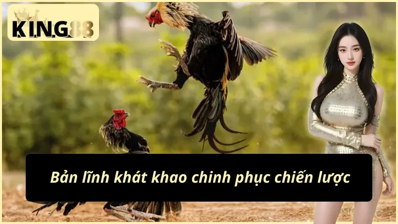 Cận cảnh cựa dao gắn chân chiến kê