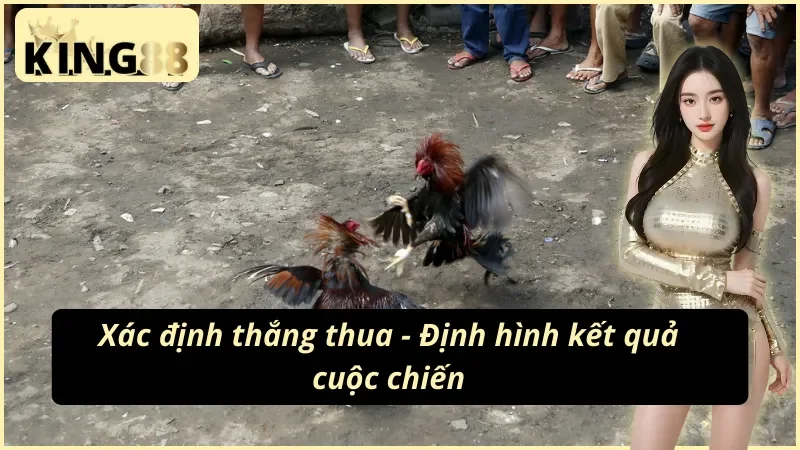 So sánh đá gà cựa dao và cựa sắt