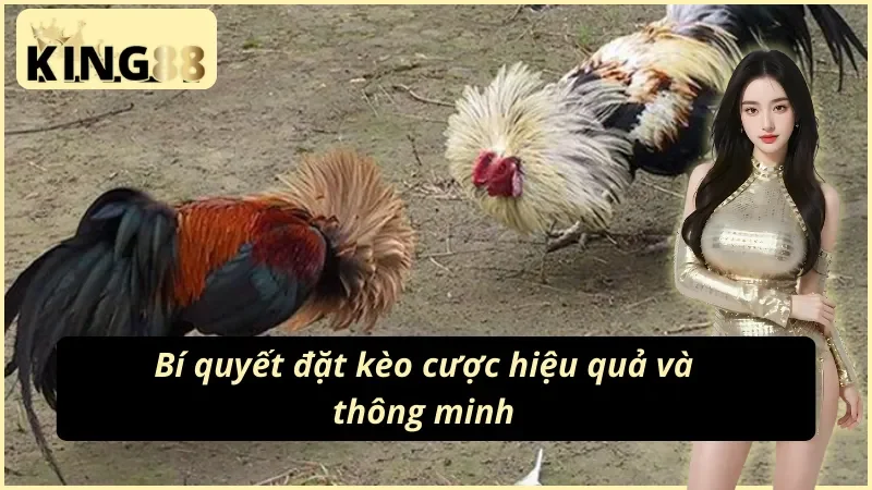 Nguyên tắc quản lý vốn khi cược đá gà cựa dao