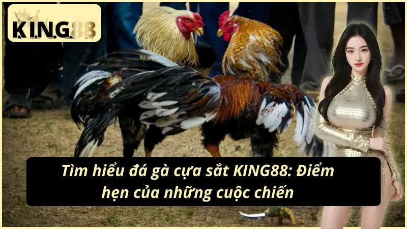 Đá gà cựa sắt trực tiếp tại King88