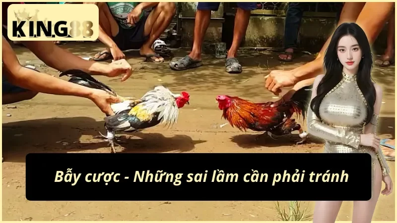 Sảnh đá gà cựa sắt King88 phát sóng hàng ngày
