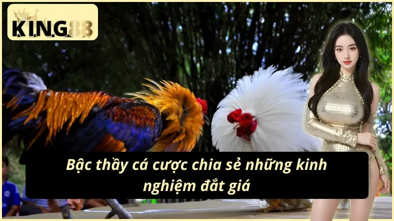 Đá Gà Philippines King88 – Sabong Đấu Trường Quốc Tế Hot Hit 2026 6 Cách xem và cược đá gà Philippines tại King88