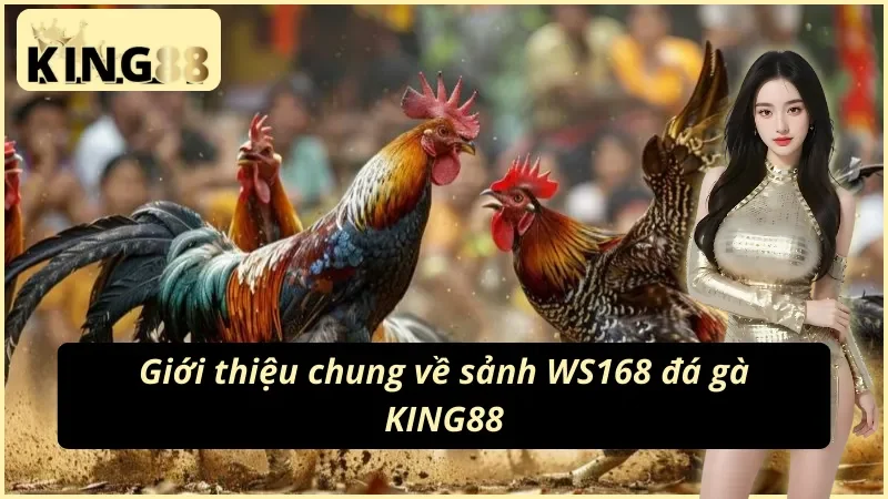 WS168 Đá Gà – Sảnh Đá Gà Trực Tiếp Chuẩn HD Tại King88 2 WS168 nền tảng phát sóng đá gà trực tiếp tại King88