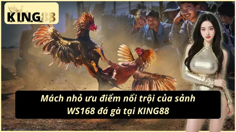 WS168 Đá Gà – Sảnh Đá Gà Trực Tiếp Chuẩn HD Tại King88 3 Giới thiệu nhà cung cấp WS168 chuyên đá gà