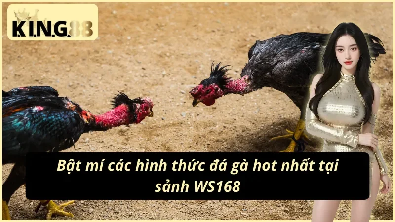 WS168 Đá Gà – Sảnh Đá Gà Trực Tiếp Chuẩn HD Tại King88 4 Tính năng nổi bật của sảnh WS168 đá gà King88