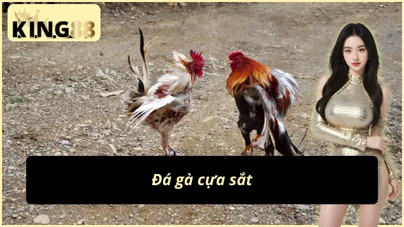 WS168 Đá Gà – Sảnh Đá Gà Trực Tiếp Chuẩn HD Tại King88 5 Các bước vào sảnh WS168 xem đá gà tại King88